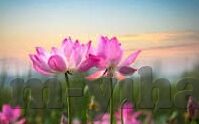 炸金花10元打底-炸金花，10元打底的娱乐新体验